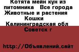 Котята мейн-кун из питомника - Все города Животные и растения » Кошки   . Калининградская обл.,Советск г.